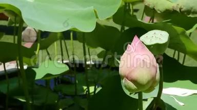 粉红色的莲花，池塘里有绿叶。 美丽的部分白色莲花，象征佛教漂浮在池塘上
